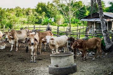 Rustic Farm Scene with Herd of Cows by Feed Trough in Countryside.