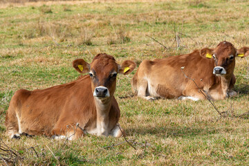 晩秋の牧草地でくつろぐジャージー牛