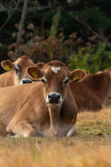 晩秋の牧草地でくつろぐジャージー牛
