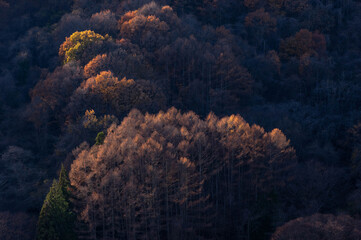 Fototapeta na wymiar 冬枯れの谷の斜面を照らす初冬の残照