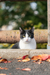 見つめる猫