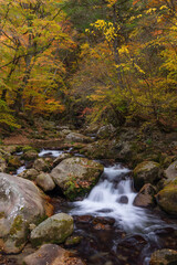 紅葉最盛期の本谷川渓谷と清流
