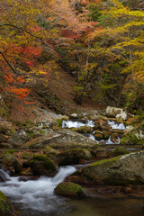 紅葉最盛期の本谷川渓谷と清流