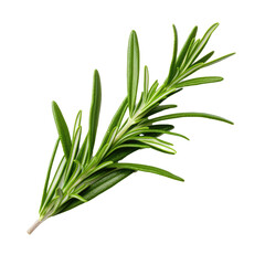 Fototapeta premium Rosemary fresh herb leaves isolated on white trnsparent, PNG
