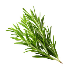 Fototapeta premium Rosemary fresh herb leaves isolated on white trnsparent, PNG