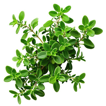 Thyme fresh herb leaves isolated on white trnsparent, PNG