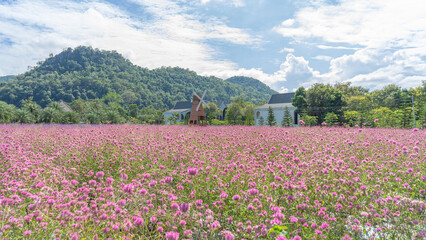 small pink flowers Blossoming in full area Suitable for people who like photography. Surrounded by green trees and saw the mountains in the background that were covered with a faint mist 