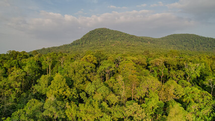 Aerial view of a lush, dense tropical rainforest canopy with a mountain peak in the background under a clear sky