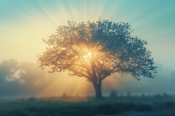 Fototapeta na wymiar Serene sunrise bliss. Breathtaking nature landscape with sun peeking misty trees creating perfect harmony of sunlight morning fog and summer fields ideal for evoking tranquility and beauty in outdoor