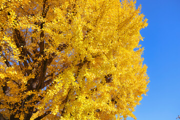 Nov 30 2023 the autumn yellow tree leaves in Ueno koen