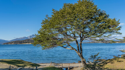 A beautiful nothofagus tree grows on the shore of a blue lake. Sprawling branches and a curved...
