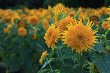 ひまわり畑に咲く花のある風景
