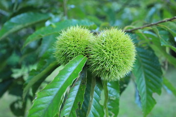 収穫前の栗の実