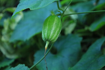 緑色の野生のカラスウリの実