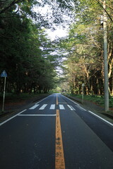 森の中を走るアスファルト舗装の道路と横断歩道