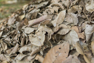 Dried brown leaves, texture of autumn leaves, colorful autumn fallen leaves in forrest.