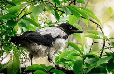 Black and white bird sitting on a branch with green leaves