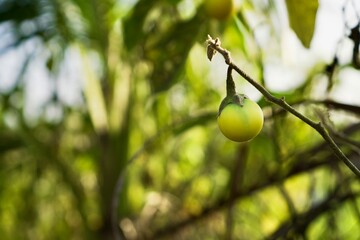 Green Eggplant on Vine in Garden.