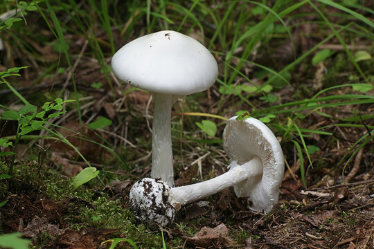 Destroying angel, Amanita virosa, deadly poisonous mushroom from Finland