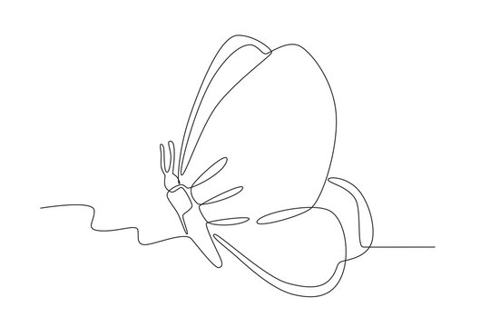 An insect flies beautifully. Butterfly one-line drawing
