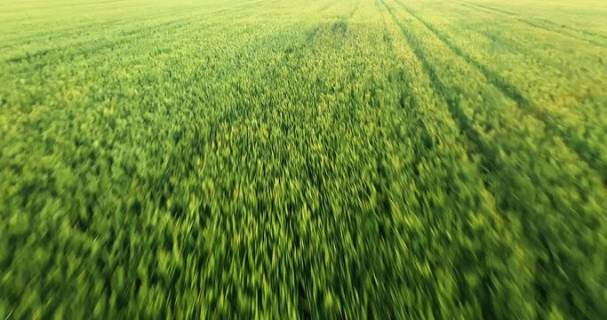 Aerial view drone camera swirl over green corn field. 