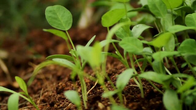 Fenugreek,Methi Leaves, common ingredients in dishes from the Indian subcontinent
