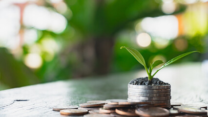 Money growing in the soil, success concept Investing to grow money. 