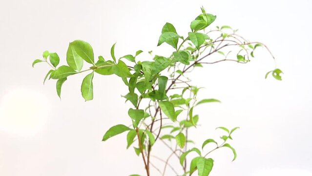 Lawsonia inermis mehandi plant on white isolated background