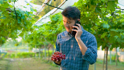 A man using phone contact customer , freshly harvested red grapes grape harvest...