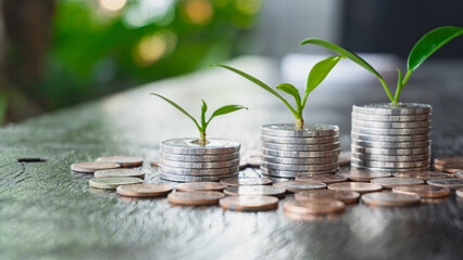 Money growing in the soil, success concept Investing to grow money. 