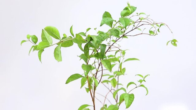 Mehandi egyptain privet plant on white background