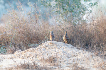 The grey francolin is a species of francolin found in the plains and drier parts of the Indian...
