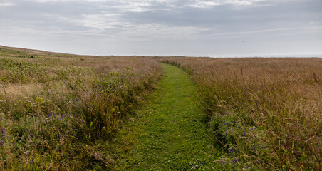 vue sur un chemin recouvert de gazon vert parmi un champ sauvage avec des hautes herbes vertes en été