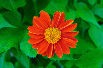 Beautiful blooming orange cosmos, close-up, flower garden 