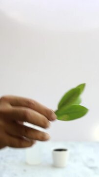 Propagating Zamioculcu zamiifolia plant from stem cutting in pot