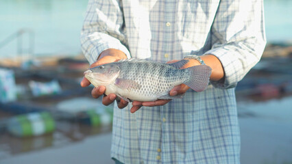 Aquaculture farmers hold quality tilapia yields in hand, guaranteeing integrity in organic...