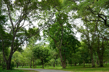 Fototapeta na wymiar big tree in nature park and fresh air (spot focus)