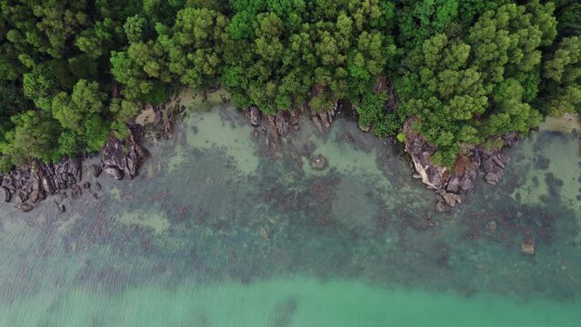 Aerial view of a lush mangrove forest meeting the rocky edge of a tranquil turquoise sea