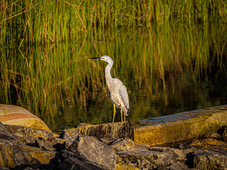 Scrawny Grey Heron