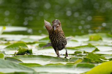 Female Red-winged Blackbird (Agelaius phoeniceus) jumping between lily pads / Kitsap, Washington