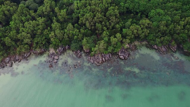 Aerial view of a lush mangrove forest edging onto a clear, rocky shoreline, showcasing natural coastal beauty and biodiversity