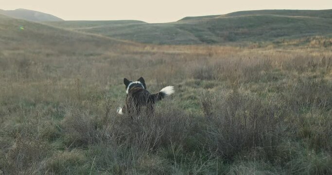 Slow motion shot of a border collie puppy running on dry grass for a toy