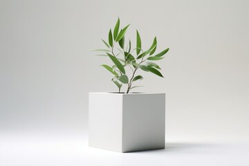 A small plant in a white cube planter against a white background