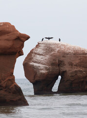 vue sur un rocher rouge recouvert de fiente d'oiseau au bord de l'eau en été avec des oiseaux perchés au top