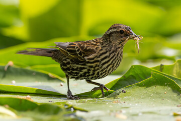 Female Red-winged Blackbird (Agelaius phoeniceus) carrying damselflies over lily pads for its fledglings / Kitsap, Washington