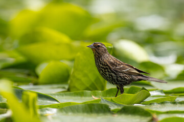 Female Red-winged Blackbird (Agelaius phoeniceus) standing on a lily pad / Kitsap, Washington