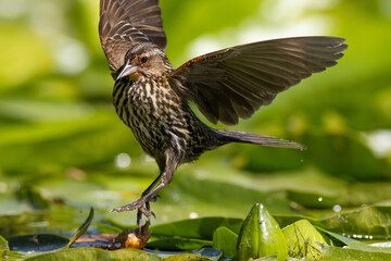 Female Red-winged Blackbird (Agelaius phoeniceus) jumping between lily pads / Kitsap, Washington