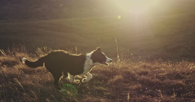 A teenager of a black and white border collie runs down a hill against the background of the rays of the sunset. The wool is shiny and iridescent. Slow motion
