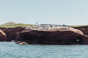 vue sur un groupe d'oiseau marin sur un rocher avec des taches blanches à leurs pieds lors d'une journée d'été ensoleillée