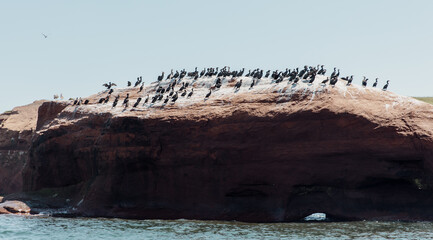 vue sur un groupe d'oiseau marin sur un rocher avec des taches blanches à leurs pieds lors d'une journée ensoleillée